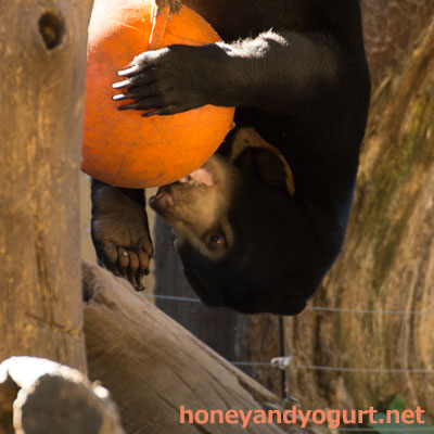 上野動物園 マレーグマ フジ