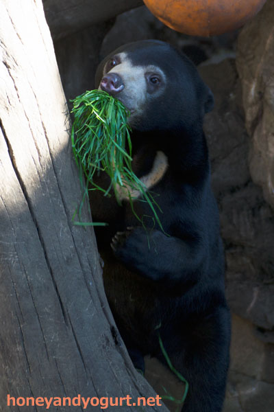 上野動物園 マレーグマ フジ