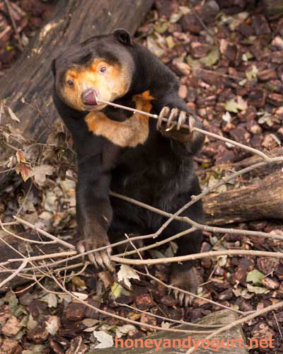 上野動物園 マレーグマ キョウコ