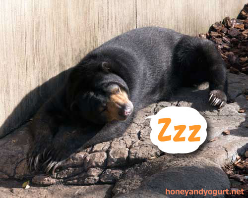 上野動物園 マレーグマ モモコ