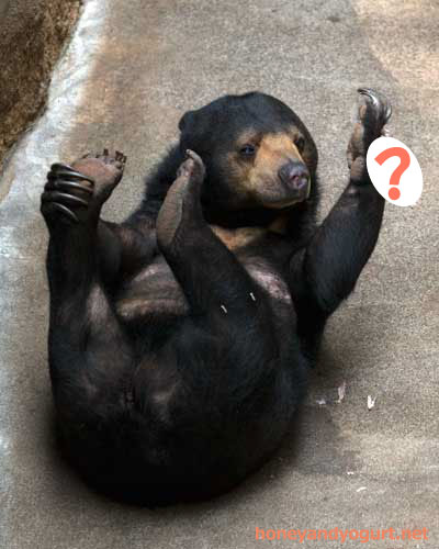 上野動物園 マレーグマ モモコ