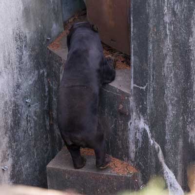 のんほいパーク マレーグマ シャンシャン