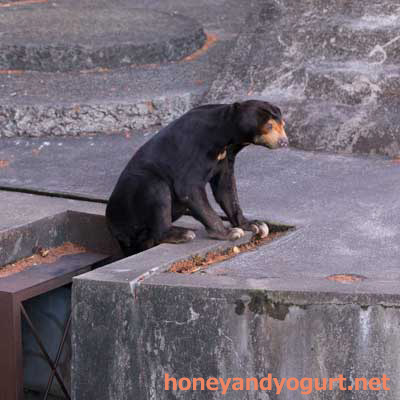 のんほいパーク マレーグマ シャンシャン