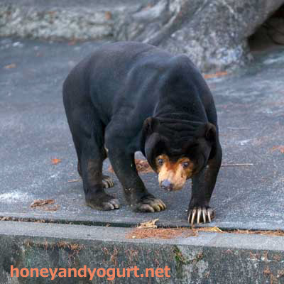 のんほいパーク マレーグマ シャンシャン