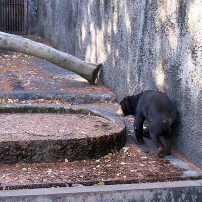 のんほいパーク マレーグマ シャンシャン