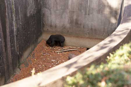 のんほいパーク マレーグマ シャンシャン