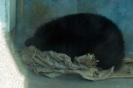 のんほいパーク アイル