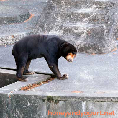 のんほいパーク マレーグマ シャンシャン
