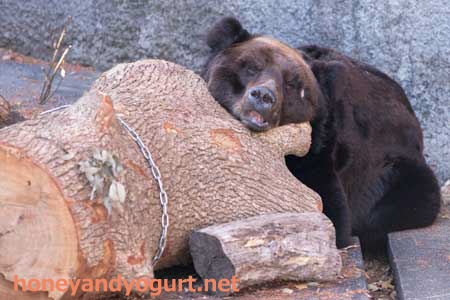 のんほいパーク クマ舎