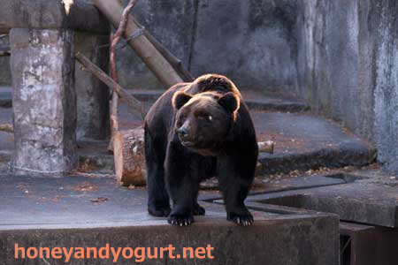 のんほいパーク クマ舎