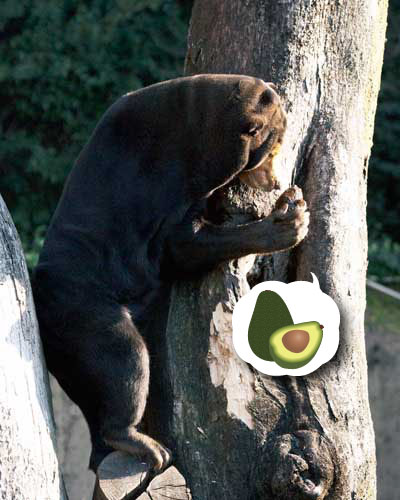 上野動物園　マレーグマ　キョウコ