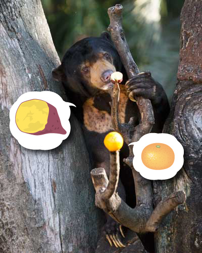 上野動物園　マレーグマ　アズマ