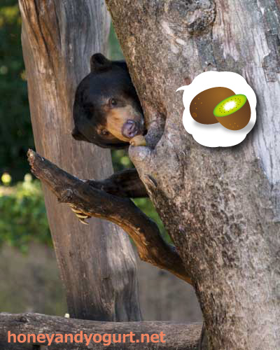 上野動物園　マレーグマ　アズマ