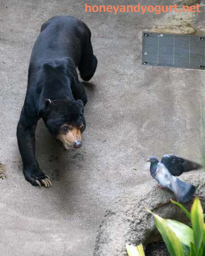 上野動物園　マレーグマ　アズマ