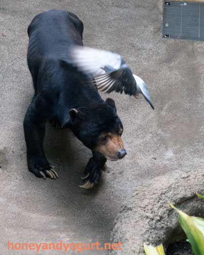上野動物園　マレーグマ　アズマ