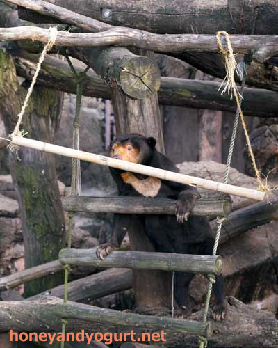 上野動物園 マレーグマ キョウコ