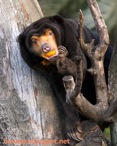 上野動物園 マレーグマ キョウコ