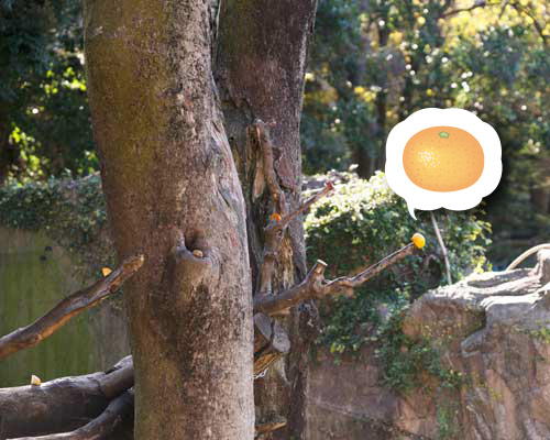 上野動物園 マレーグマ舎