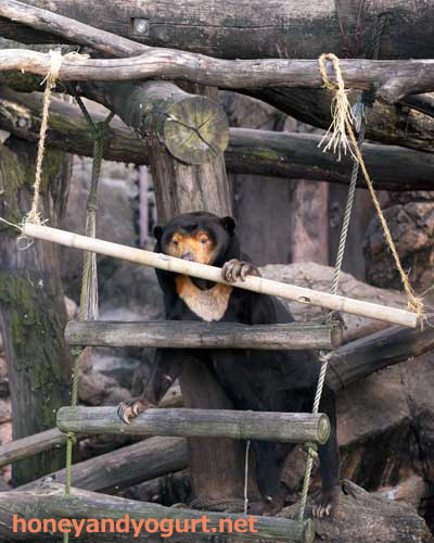 上野動物園 マレーグマ キョウコ