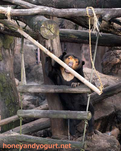 上野動物園 マレーグマ キョウコ