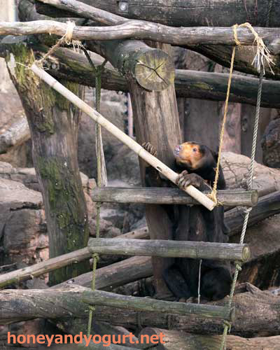 上野動物園 マレーグマ キョウコ