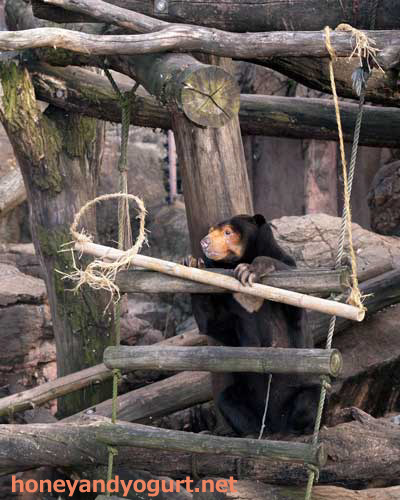 上野動物園 マレーグマ キョウコ