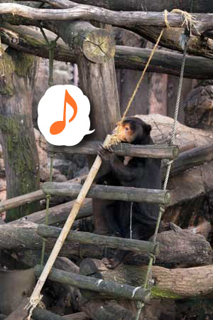 上野動物園 マレーグマ キョウコ