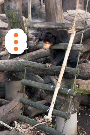 上野動物園 マレーグマ キョウコ