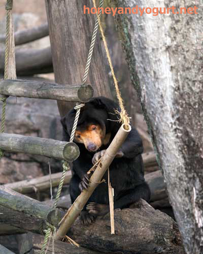上野動物園 マレーグマ キョウコ