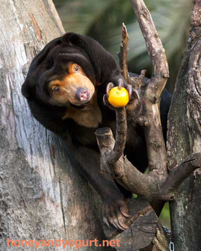 上野動物園 マレーグマ キョウコ