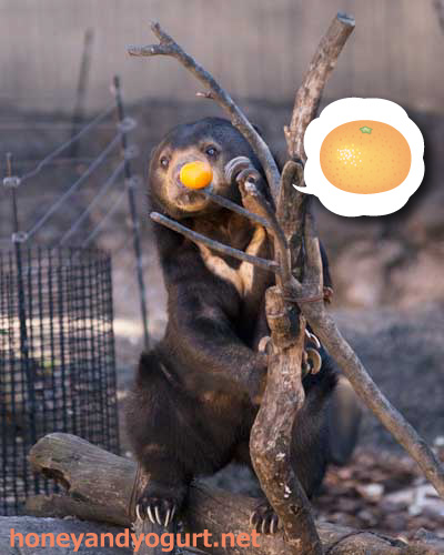上野動物園　マレーグマ　モモコ
