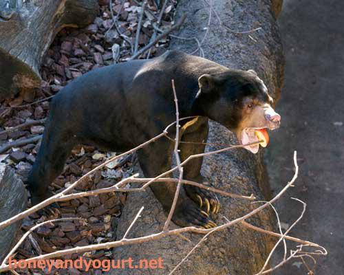 上野動物園 マレーグマ アズマ