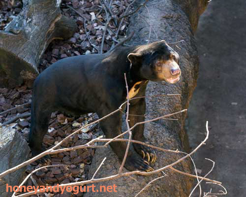 上野動物園 マレーグマ アズマ