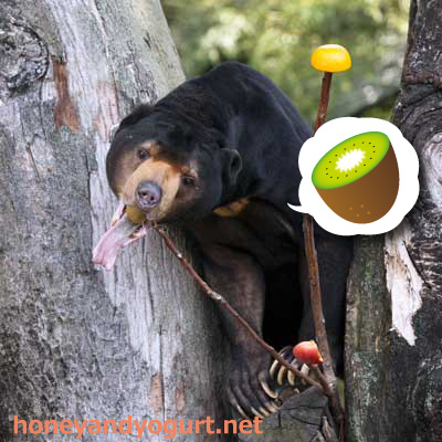 上野動物園 マレーグマ アズマ