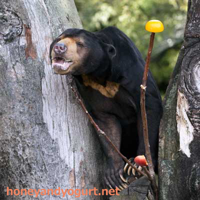 上野動物園 マレーグマ アズマ