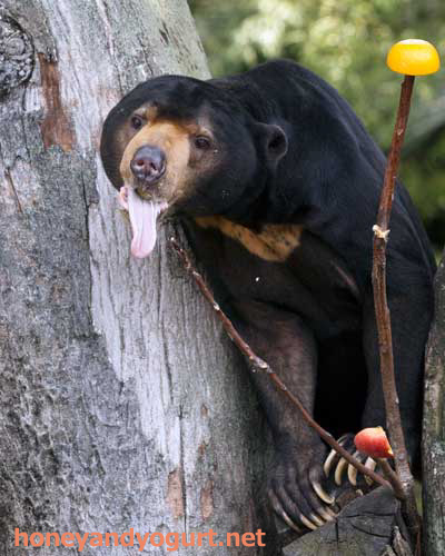 上野動物園 マレーグマ アズマ