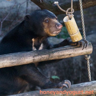 上野動物園　マレーグマ　モモコ