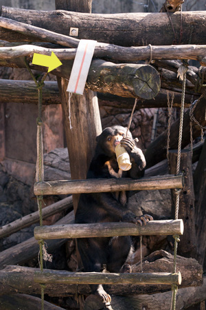 上野動物園　マレーグマ　モモコ