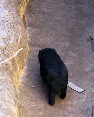 上野動物園　マレーグマ　モモコ
