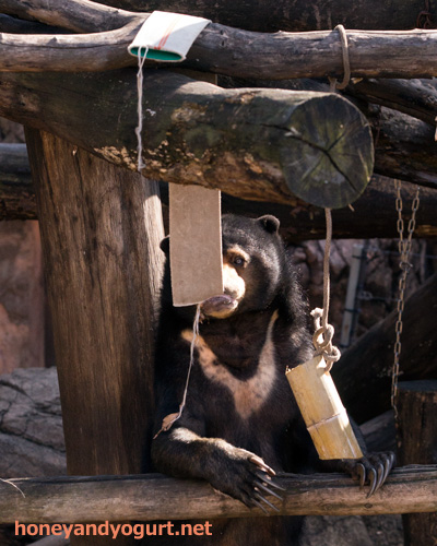 上野動物園　マレーグマ　モモコ