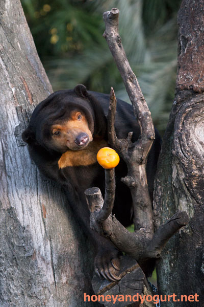 上野動物園 マレーグマ キョウコ