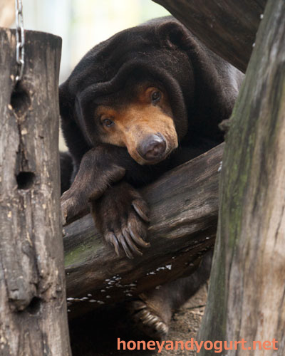 上野動物園 マレーグマ キョウコ