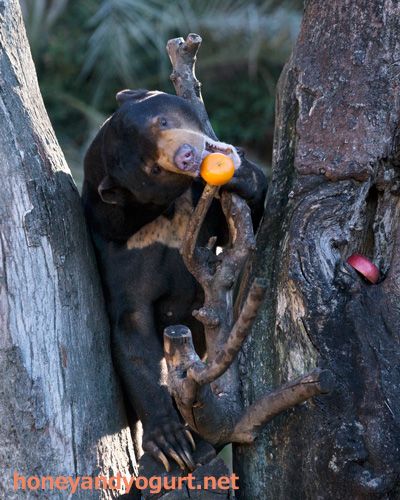 上野動物園　マレーグマ　アズマ