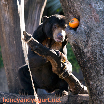上野動物園　マレーグマ　アズマ