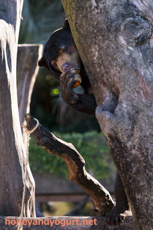 上野動物園　マレーグマ　アズマ
