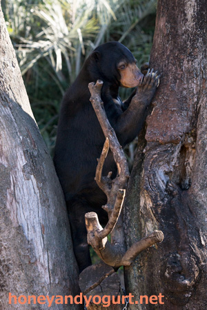 上野動物園　マレーグマ　モモコ