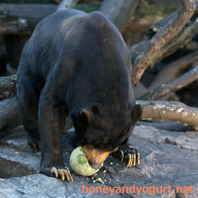 上野動物園　マレーグマ　アズマ