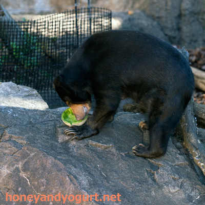 上野動物園　マレーグマ　モモコ