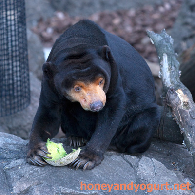 上野動物園　マレーグマ　キョウコ