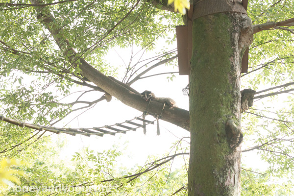 上野動物園 マレーグマ舎